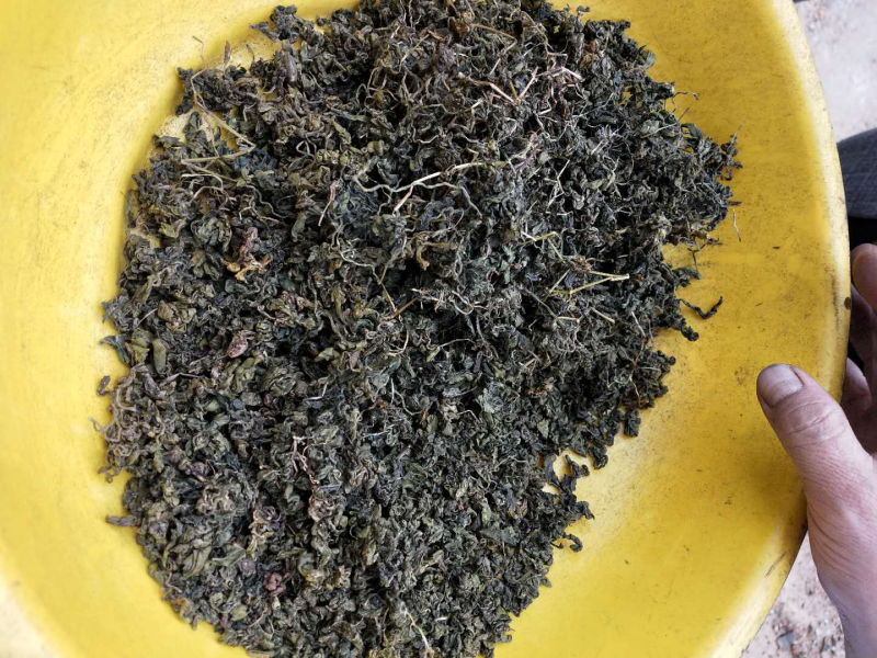绞股蓝