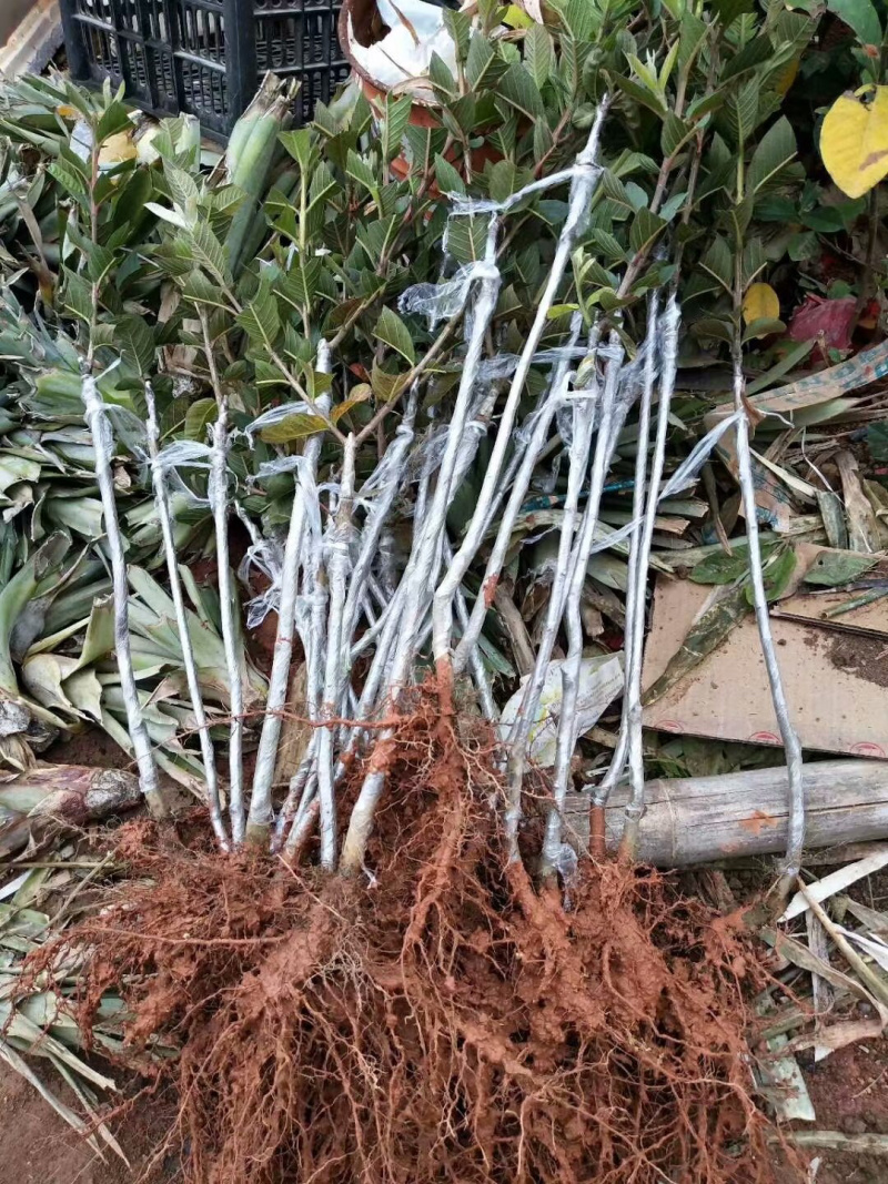 番石榴苗番石榴苗两年苗