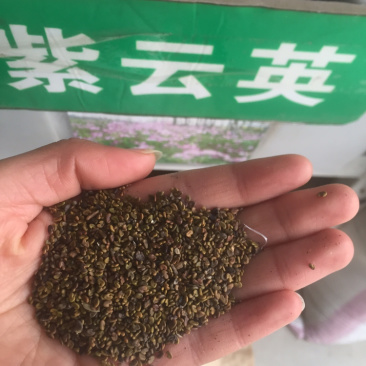 紫云英种子，籽粒苋，菊苣，狼尾草种子