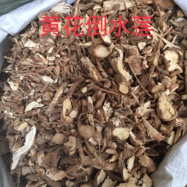 黄花倒水莲无硫磺足干货过筛去粉药效好