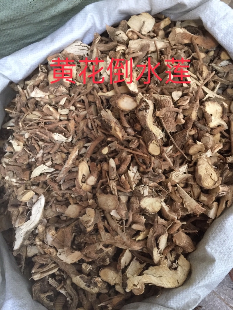 黄花倒水莲无硫磺足干货过筛去粉药效好