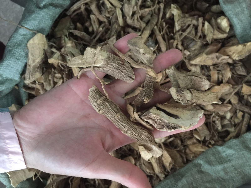黄花倒水莲无硫磺足干货过筛去粉药效好