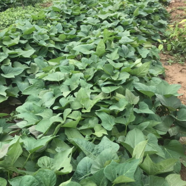 烟薯25大田剪秧，头茬苗10号大量上市啦