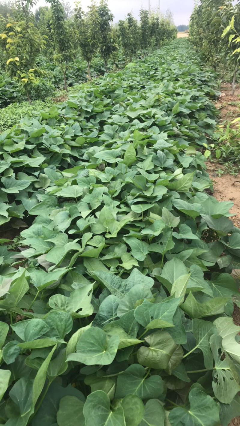 烟薯25大田剪秧，头茬苗10号大量上市啦