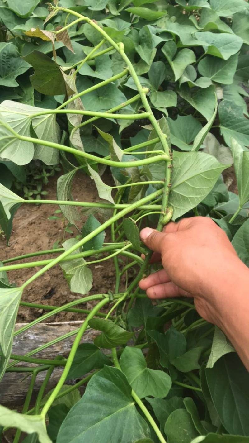 烟薯25大田剪秧，头茬苗10号大量上市啦
