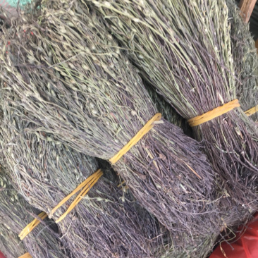 独脚金独脚柑