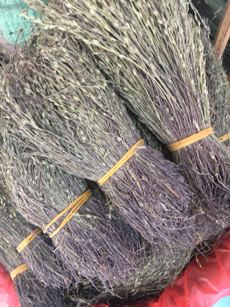 独脚金独脚柑