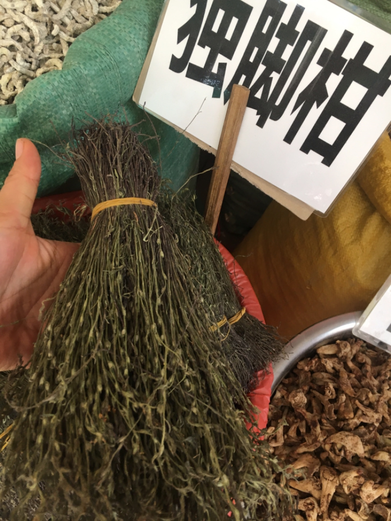 独脚金独脚柑