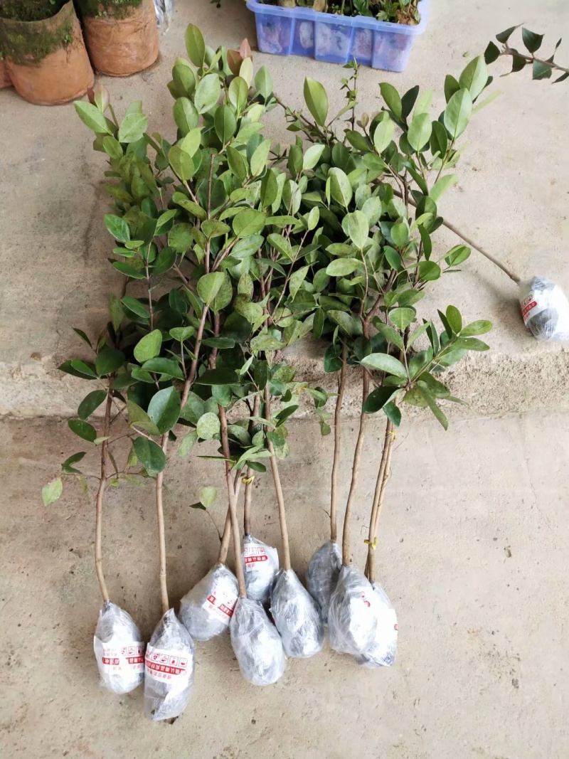草莓味番石榴苗3年苗石榴苗