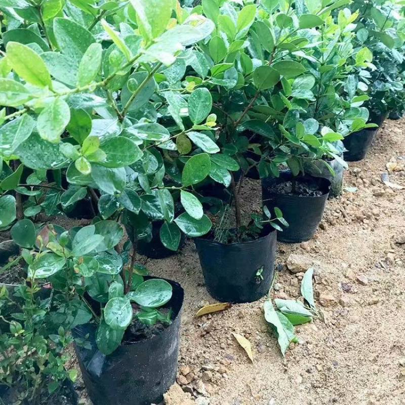 草莓味番石榴苗3年苗石榴苗