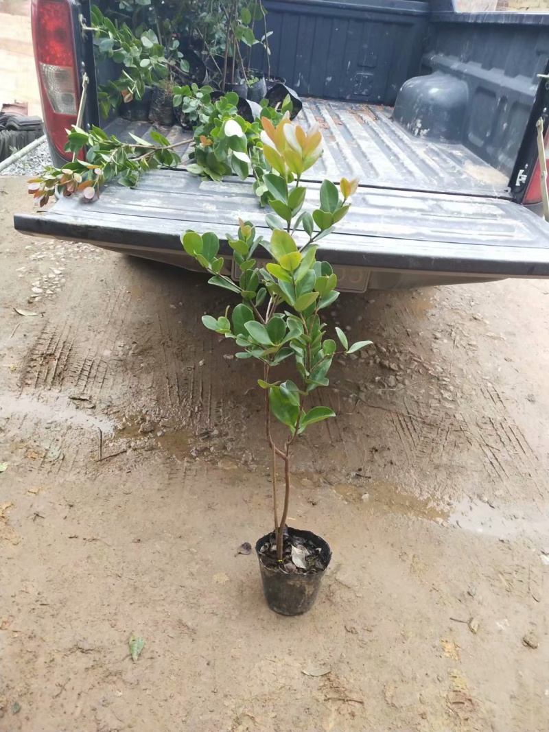 草莓味番石榴苗3年苗石榴苗