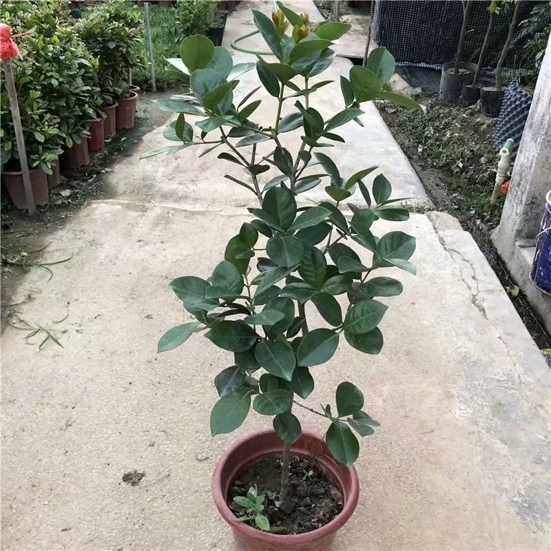 草莓味番石榴苗3年苗石榴苗