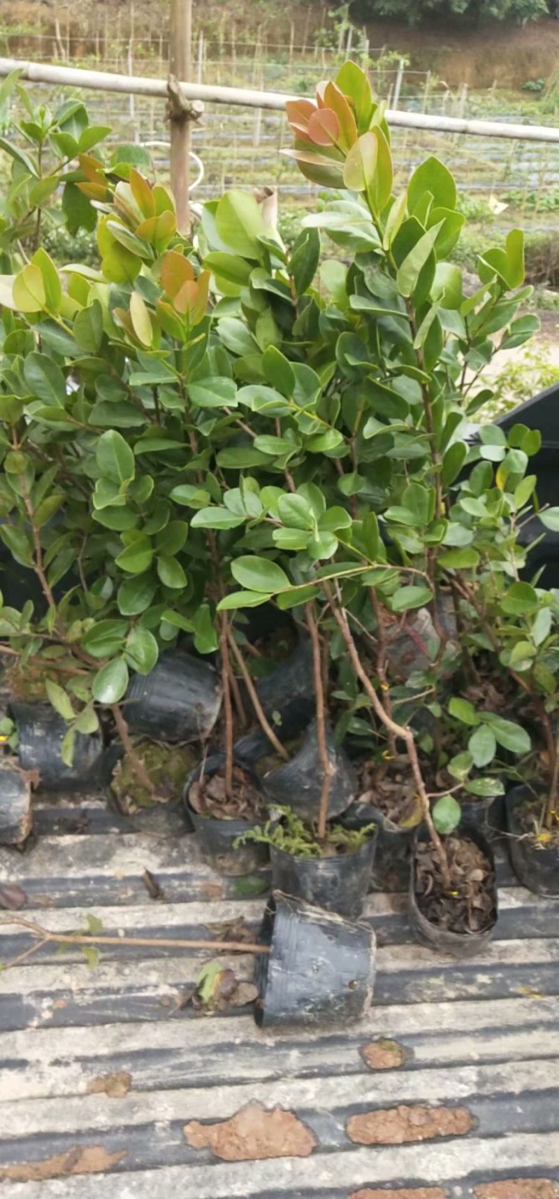 草莓味番石榴苗3年苗石榴苗