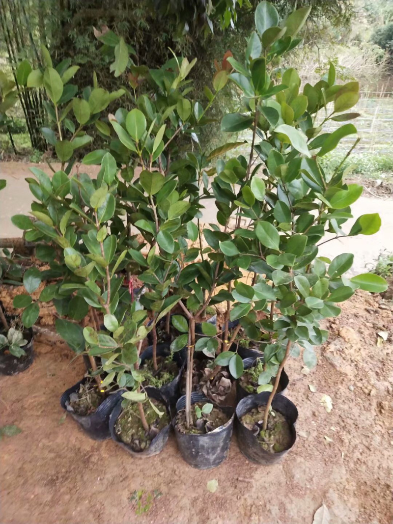 草莓味番石榴苗3年苗石榴苗