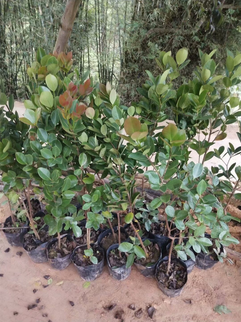 草莓味番石榴苗3年苗石榴苗