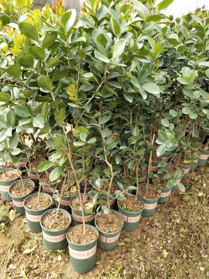 草莓味番石榴苗3年苗石榴苗