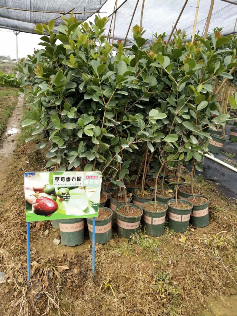 草莓味番石榴苗3年苗石榴苗