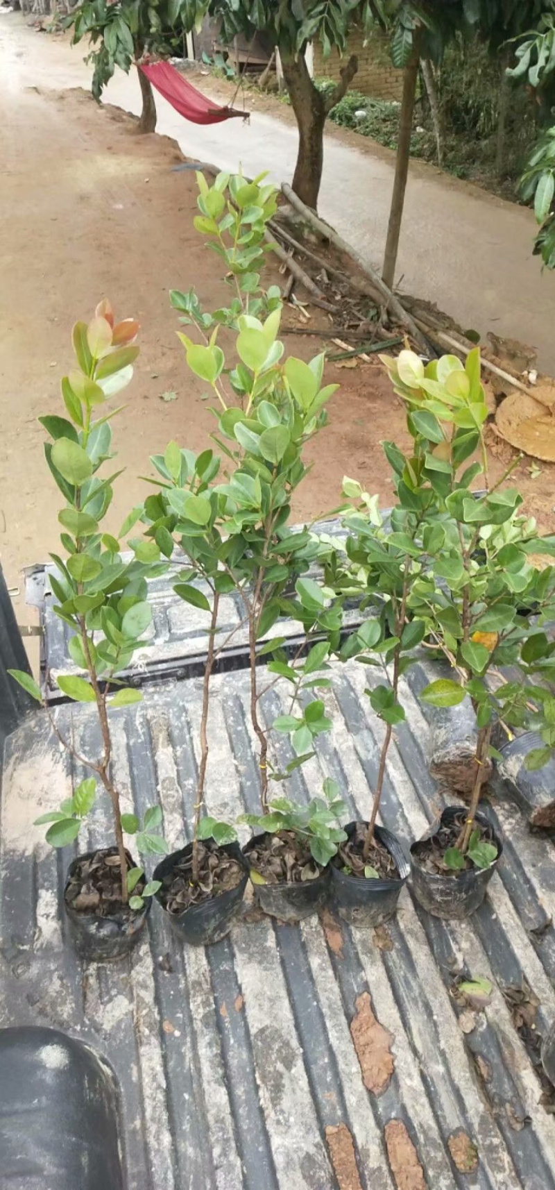 草莓味番石榴苗3年苗石榴苗