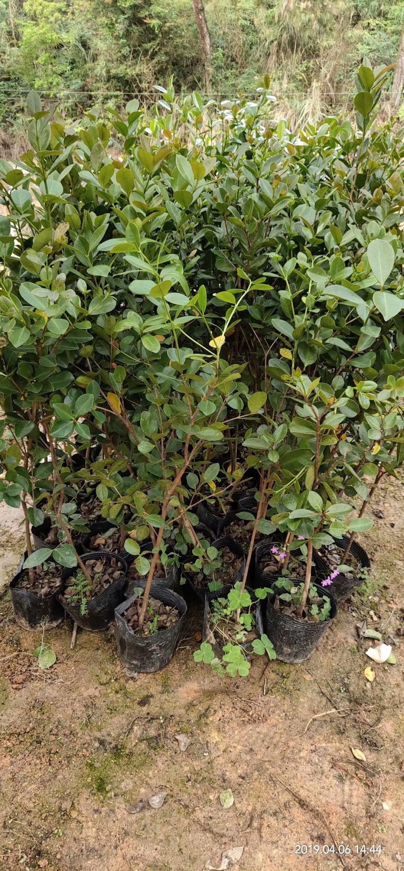 草莓味番石榴苗3年苗石榴苗