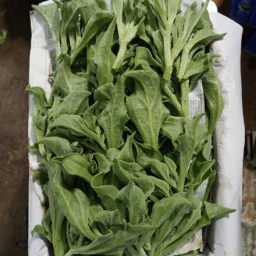 冰草，冰菜，来自内蒙草原边上的有机蔬菜