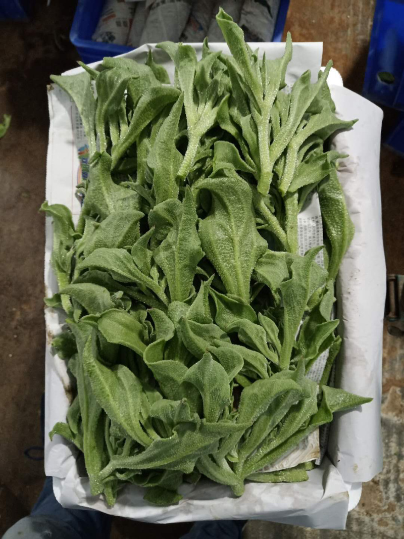 冰草，冰菜，来自内蒙草原边上的有机蔬菜