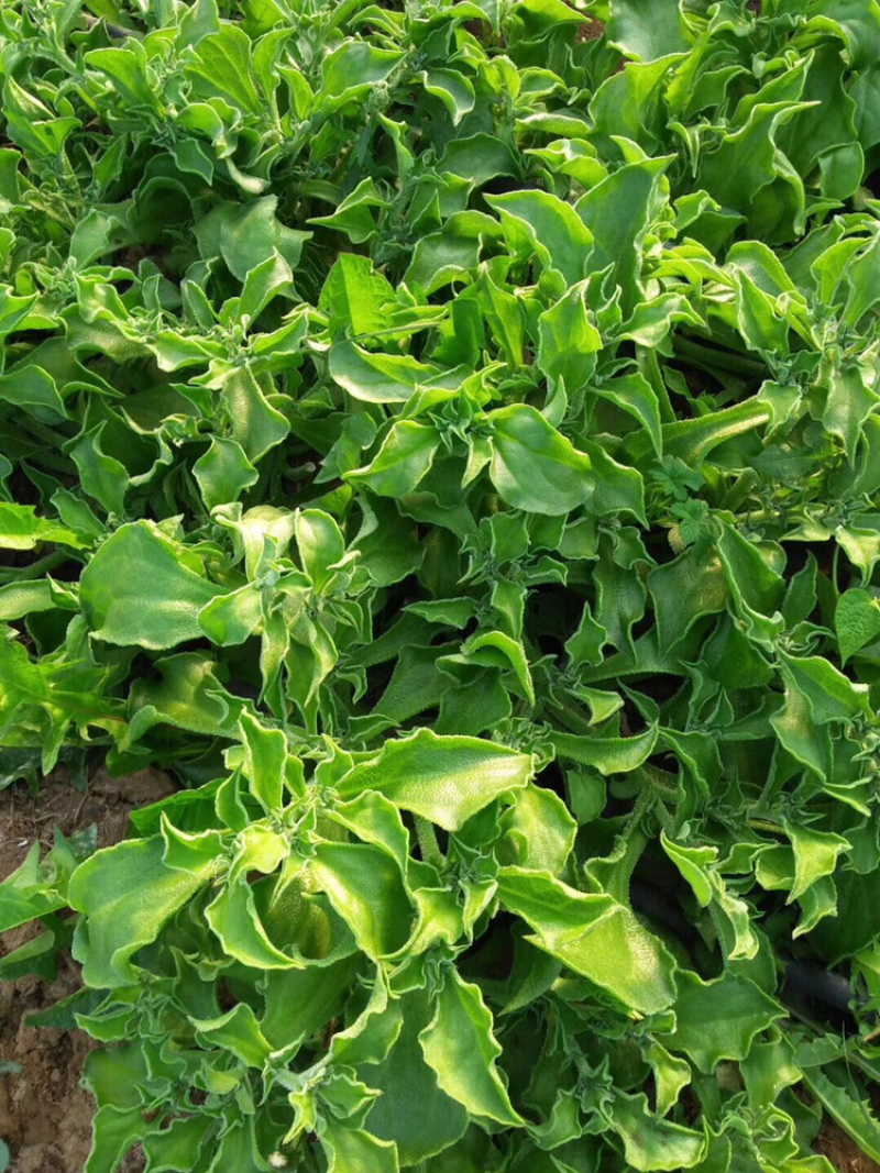 冰草，冰菜，来自内蒙草原边上的有机蔬菜