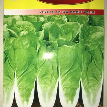 快菜台湾速生快菜种子四季种植蔬菜种子