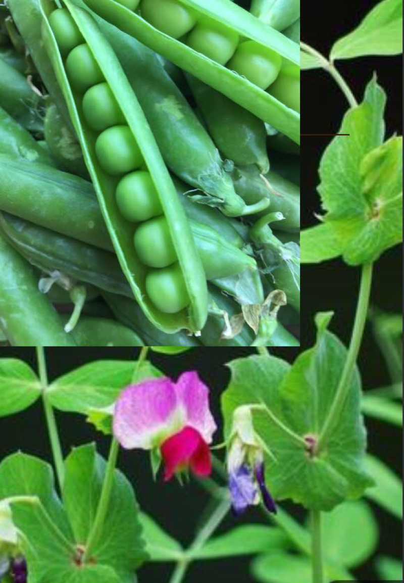 豌豆粉天然种植零添加