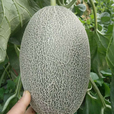 西周密