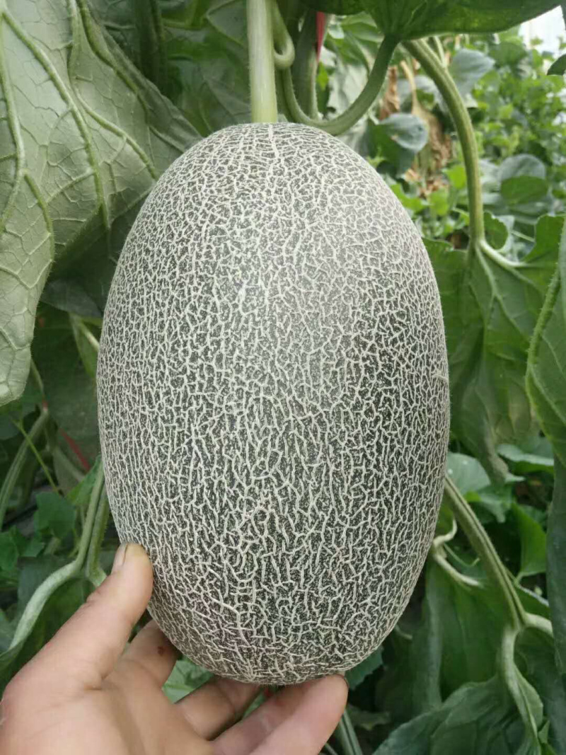 西周密