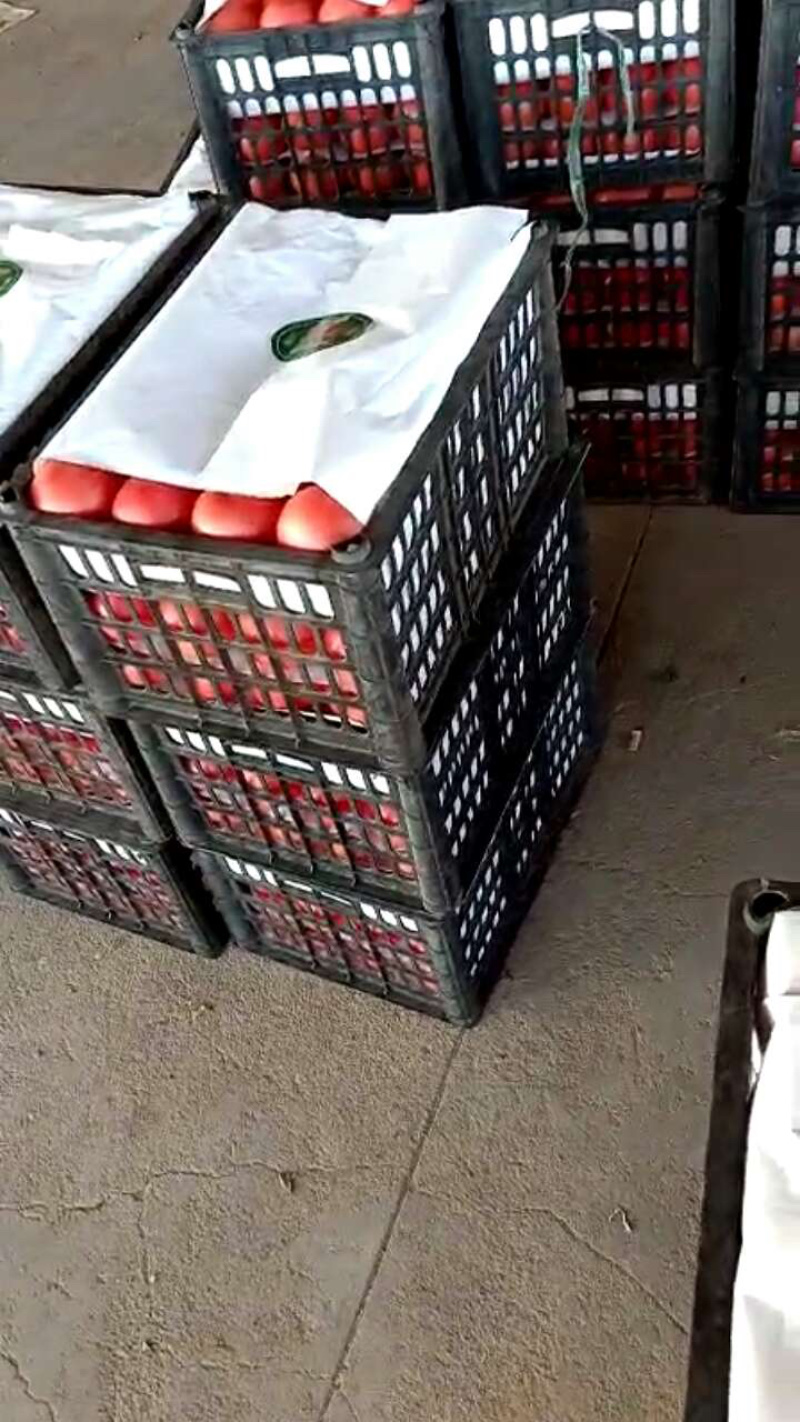 西红柿