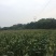 万糯188，又甜又糯白玉米，自营基地货