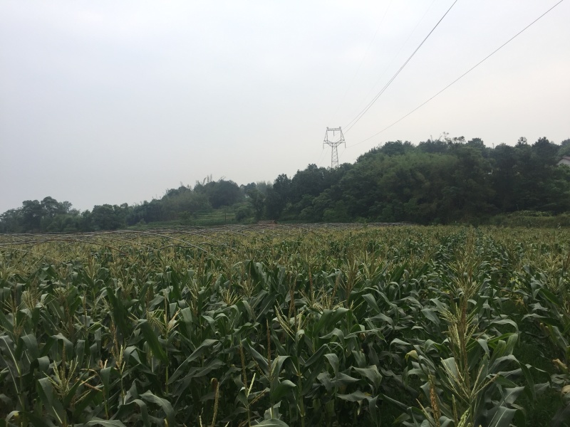 万糯188，又甜又糯白玉米，自营基地货