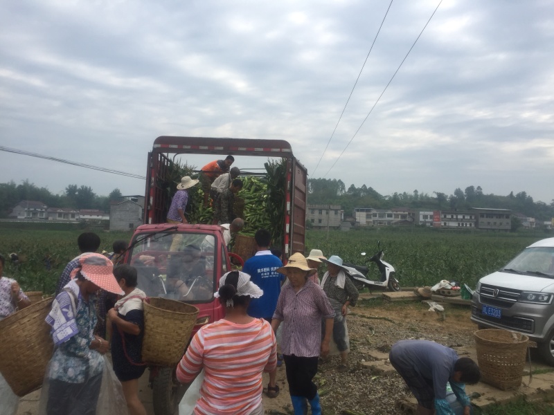 万糯188，又甜又糯白玉米，自营基地货