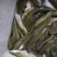 土鲶鱼食用