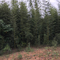 刚竹种植基地常年供应绿化观赏竹