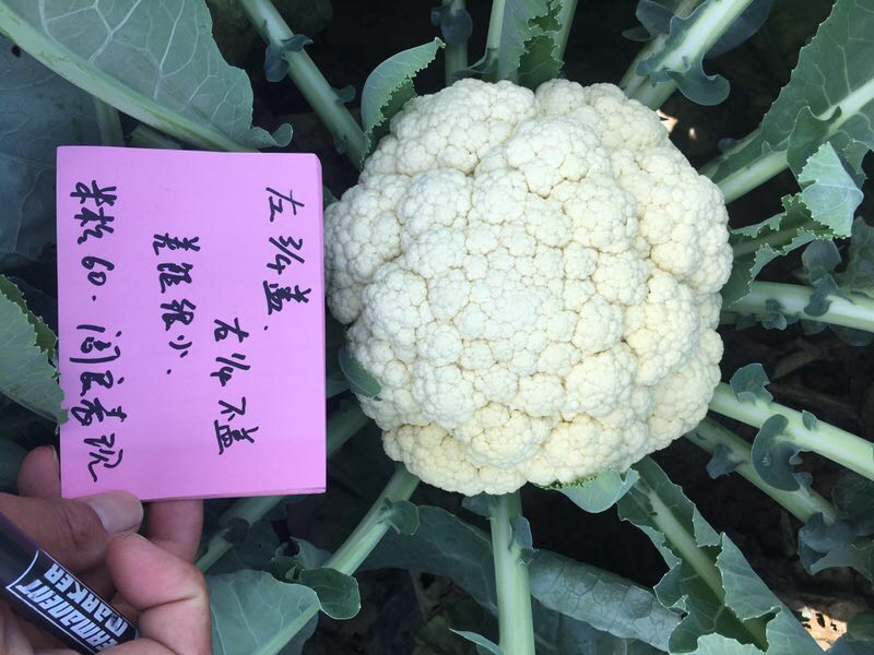 耐热松花米松60和耐热葫芦种子