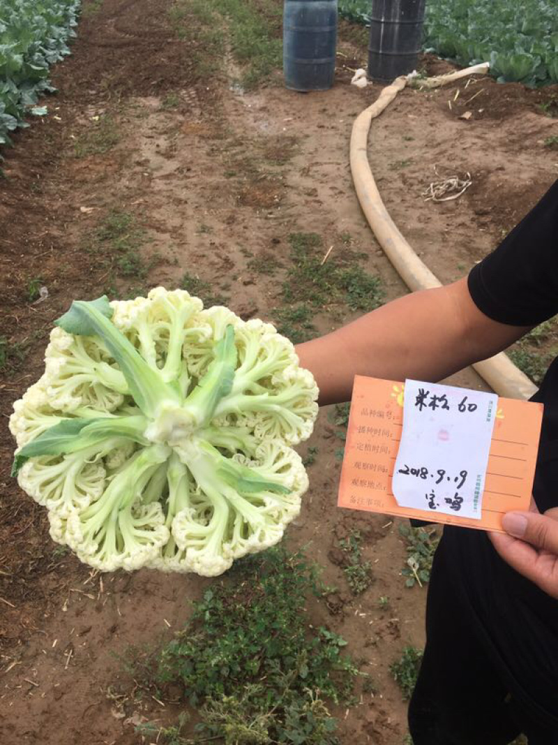 耐热松花米松60和耐热葫芦种子
