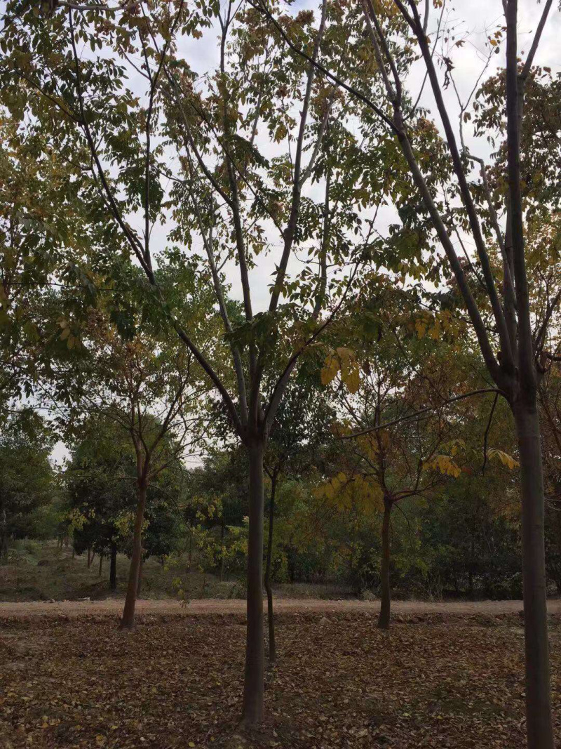 栾树