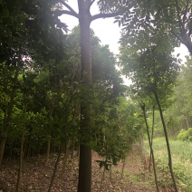 栾树
