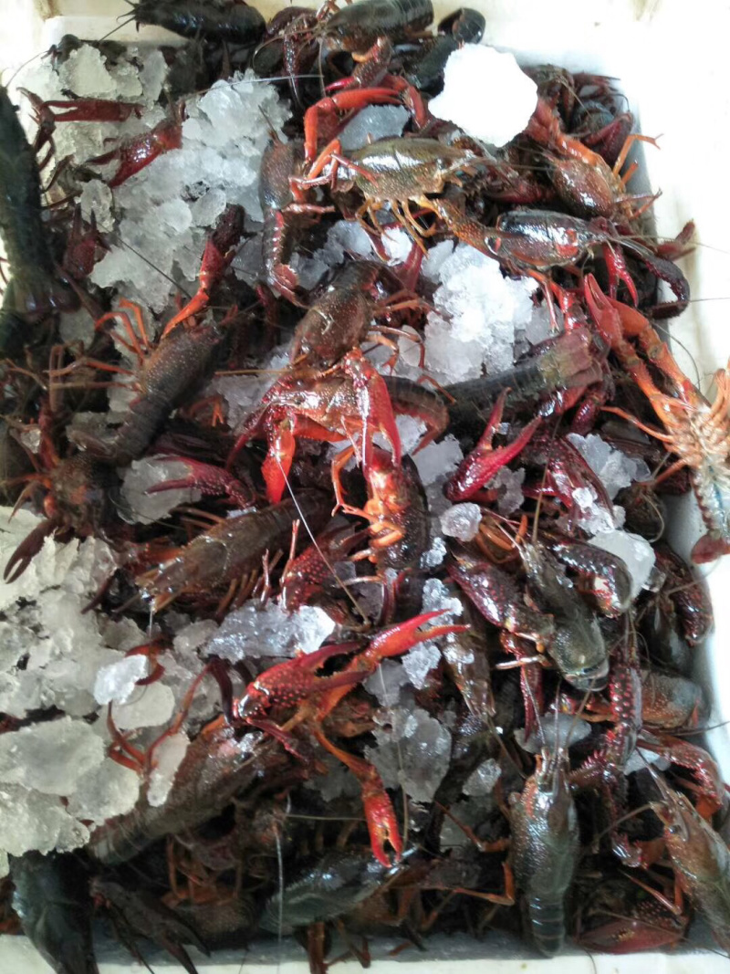 998湖北小龙虾硬规格