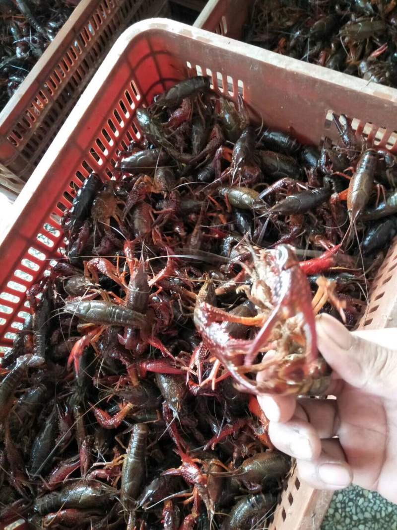 998湖北小龙虾硬规格