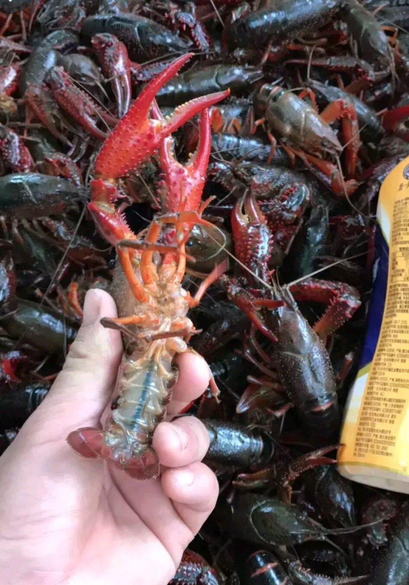 998湖北小龙虾硬规格