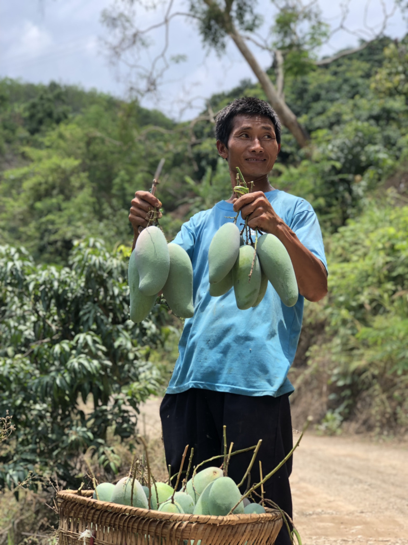 攀枝花大小金煌开始供应