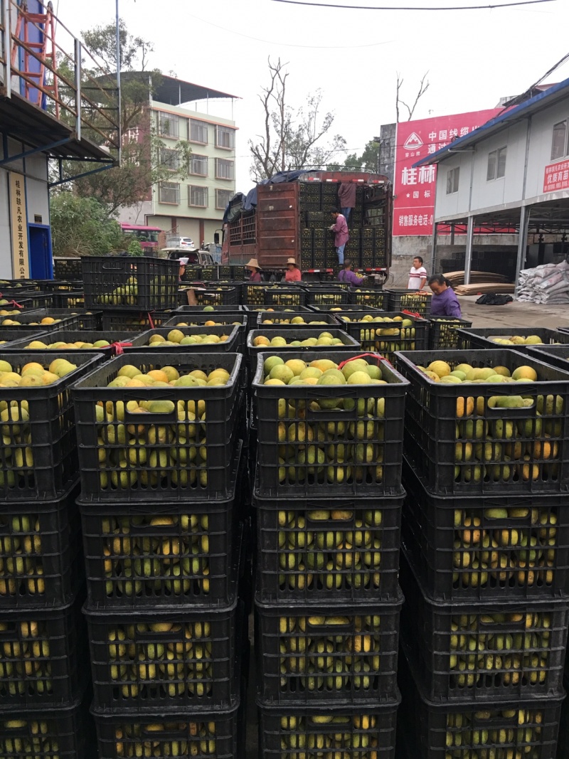 优质罗汉果：传统烤果（独立包装）桂林原产地批发