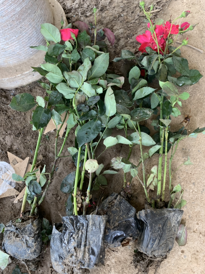 带杯红帽月季花路边绿化苗地栽丰花月季四季常青工程用苗