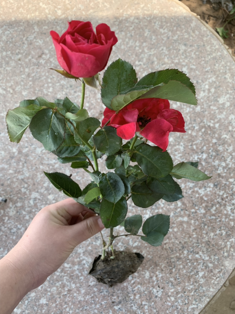 带杯红帽月季花路边绿化苗地栽丰花月季四季常青工程用苗