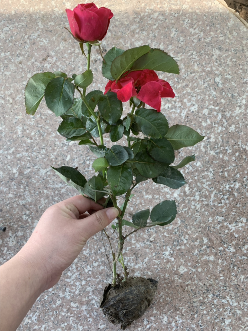 带杯红帽月季花路边绿化苗地栽丰花月季四季常青工程用苗
