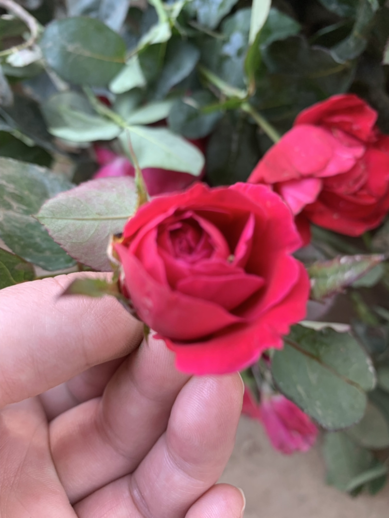 带杯红帽月季花路边绿化苗地栽丰花月季四季常青工程用苗