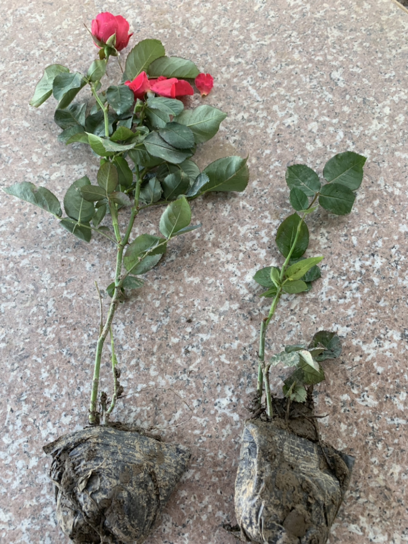 带杯红帽月季花路边绿化苗地栽丰花月季四季常青工程用苗